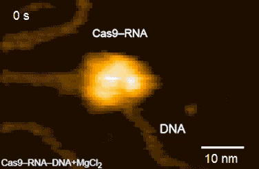 Single-molecule movie of DNA search and cleavage by CRISPR-Cas9.: gifs