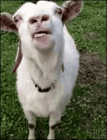 Image result for myotonic goat gif