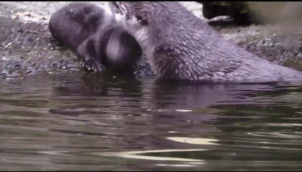 River otter shown in gif teaching pup to swim