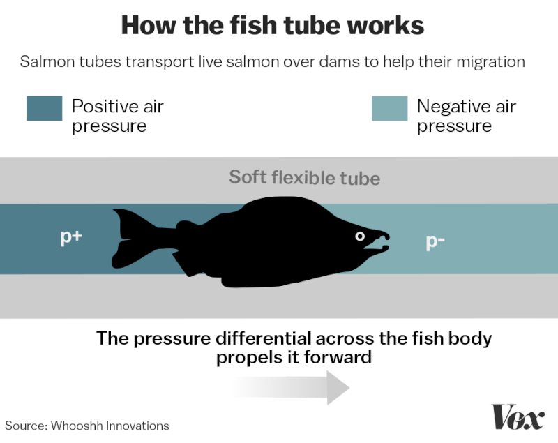 The fish are pushed through a good old-fashioned pneumatic tube, which directs positive pressure at the starting end of the tube and negative pressure at the opposite end to create a natural funnel.