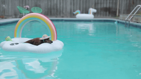 Rover.com dachshund summer vibes rover doxie GIF