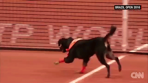 gif gifs animals dogs brazil Tennis rescue feel good Street Dogs ...