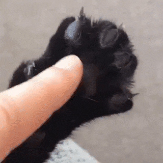 Claws coming out trending cat GIF