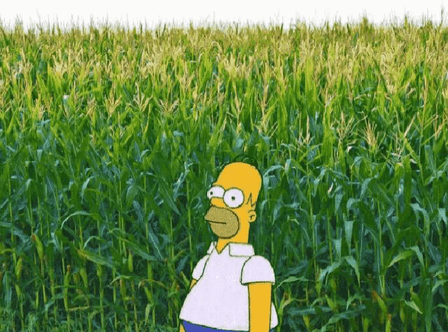 Corn Field GIF - Corn Field Embarrassed GIFs