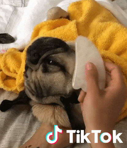 Dog Spa GIF by TikTok France