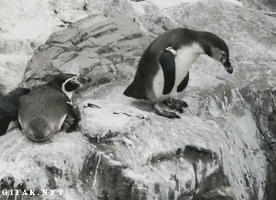 Community building pingüinil