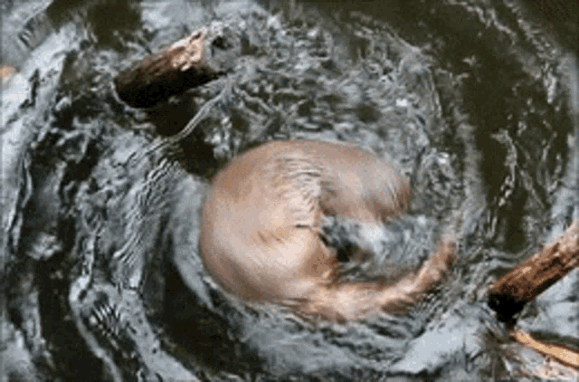 Otter Spin Otter Play GIF - OtterSpin OtterPlay Otter GIFs