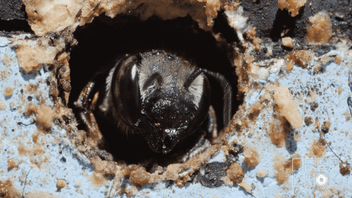 Animation of leafcutter bee in burrow.