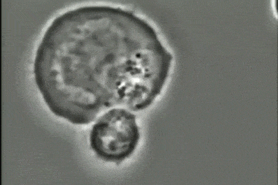 Natural Killer Cell destroying a viral infected cell - GIF on Imgur