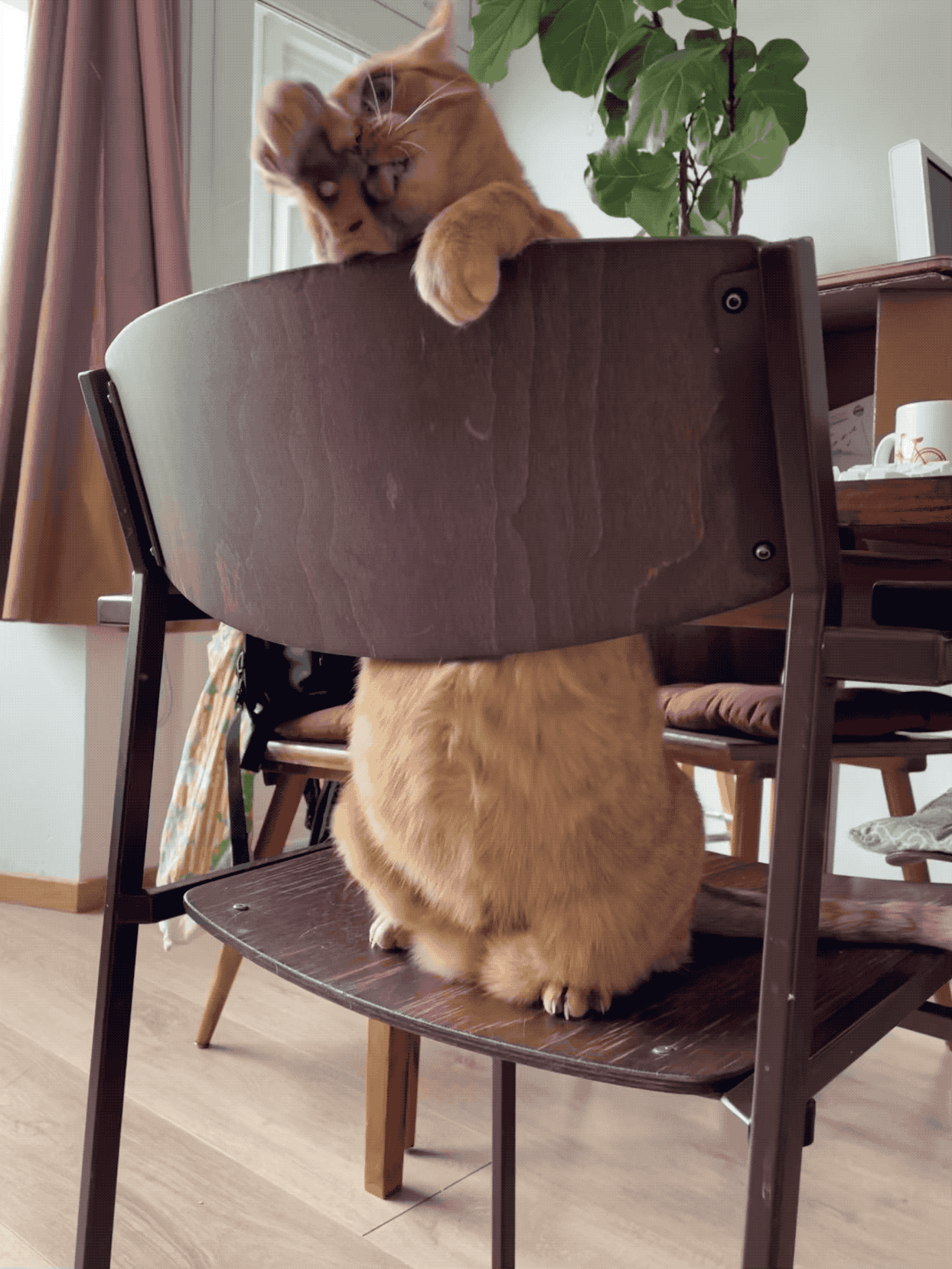 gifje van een rode kat die haar pootjes likt terwijl ze rechtop op een stoel zit