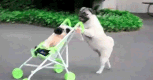 16 cute animal GIFs to help us get through this one hell of a week