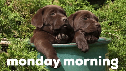 Monday Morning Dog GIF by GIPHY Studios Originals