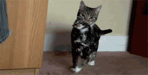 Cat Carry GIF - Cat Carry Cute - Discover &amp; Share GIFs