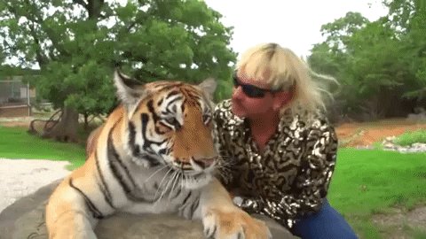 I Saw A Tiger GIFs - Get the best GIF on GIPHY