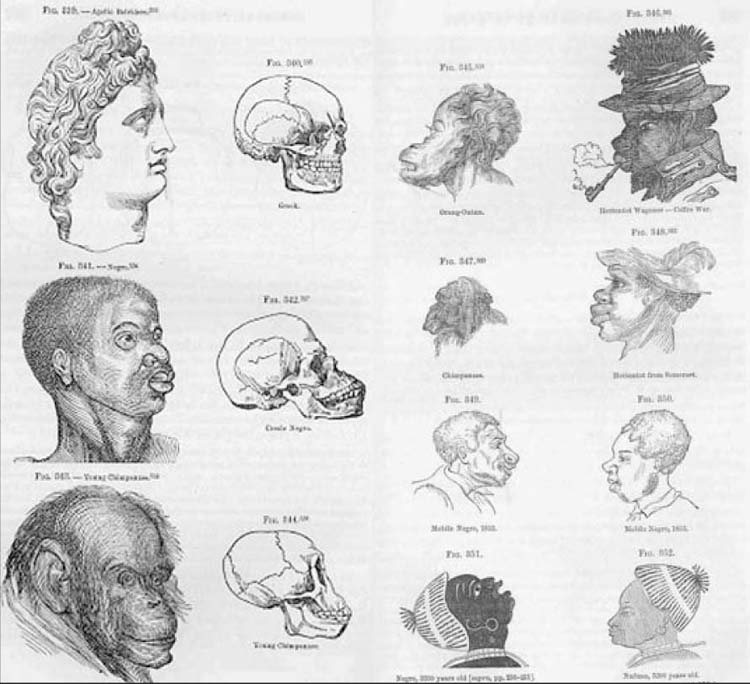 Phrenology and “Scientific Racism” in the 19th Century | Real Archaeology