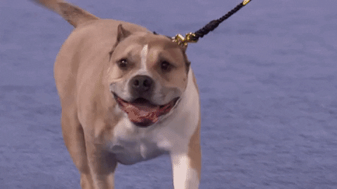 Pitbull Dog GIFs - Get the best GIF on GIPHY
