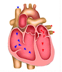 Circulatory system GIFs - Get the best gif on GIFER