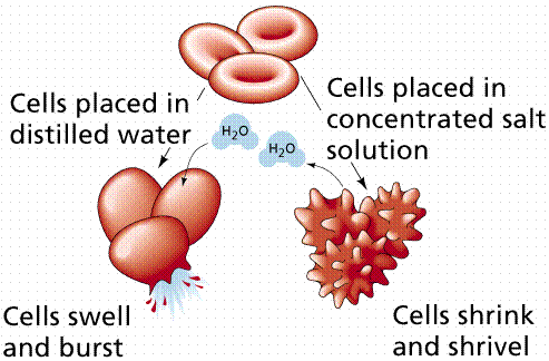 Section A: Cell transport
