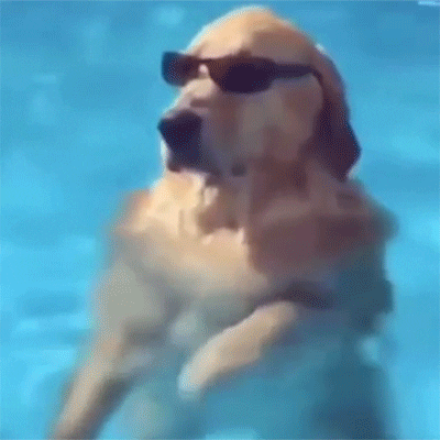 Chilling Dog GIFs - Get the best GIF on GIPHY