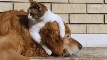 Animal Friends GIFs - Get the best GIF on GIPHY