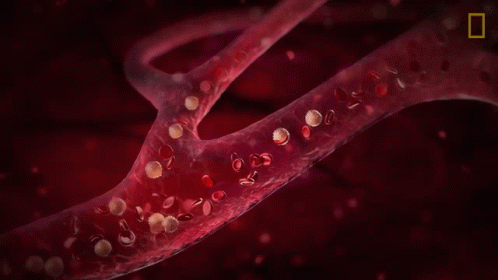 Red Blood Cells National Geographic GIF - Red Blood Cells National  Geographic Arteries - Discover & Share GIFs