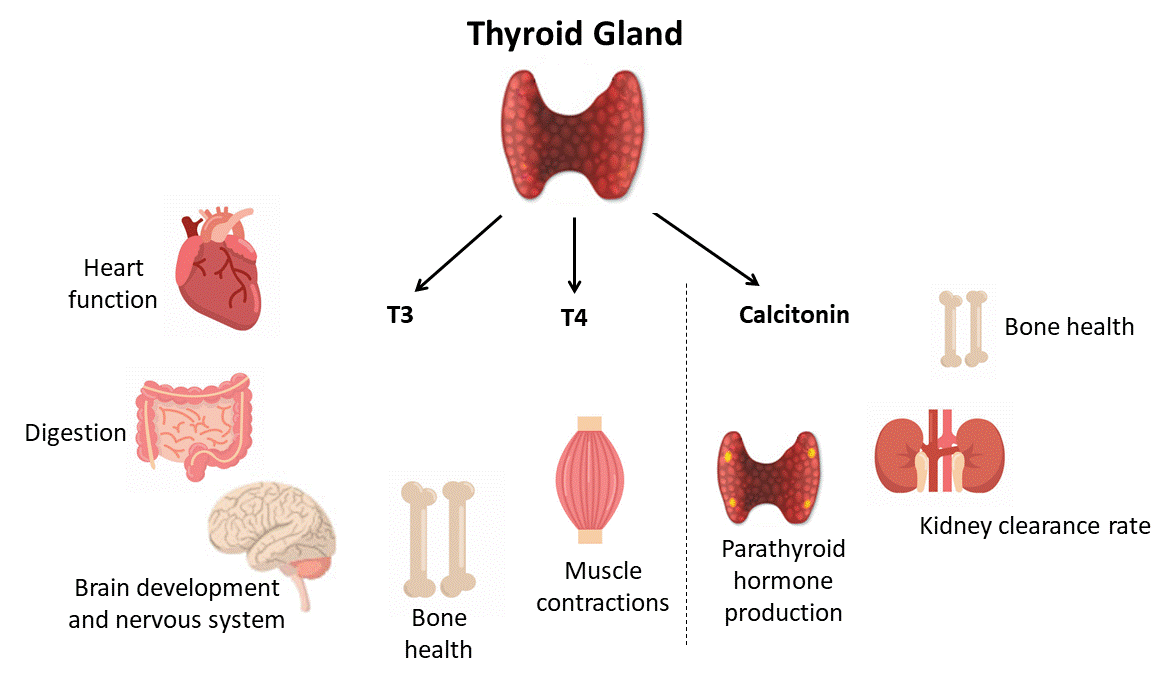 Thyroid Gland - Hormones Australia
