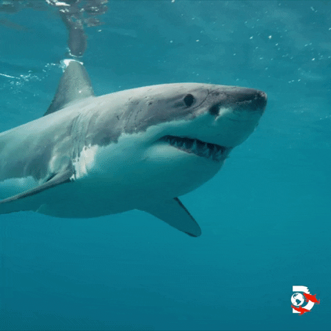 Hungry Sharks GIF by Shark Week