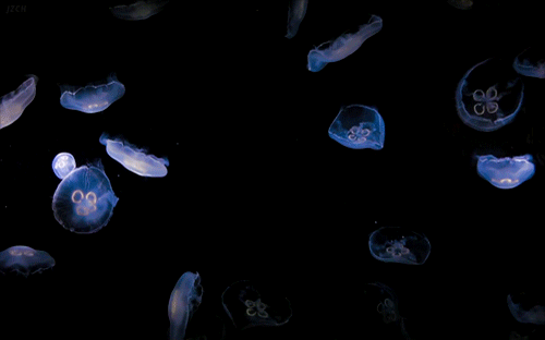 Amazing Jellyfish GIFS