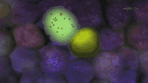 Cytotoxic T Cells GIF by georgefreeman42 | Gfycat