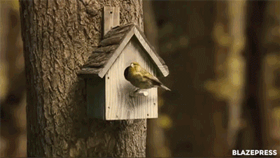 Gif of bird entering a bird house on a tree; cuts to a bird pad with a living room inside the tree.