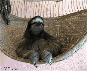 sloth with glasses gifs | WiffleGif