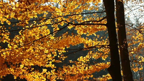 GIF of Branches of a tree with golden yellow leaves in sunlight