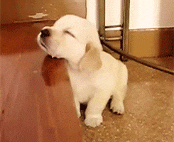 Cutest Puppies GIFs - Get the best GIF on GIPHY
