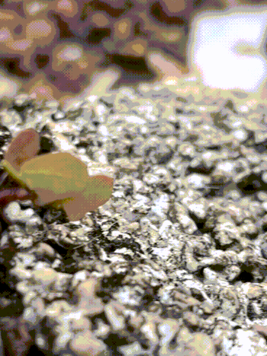 Gif of large ant carrying leaf