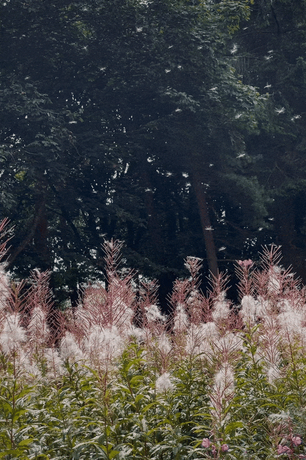 Seedheads blowing away from pink plants. Pine trees are in the background.