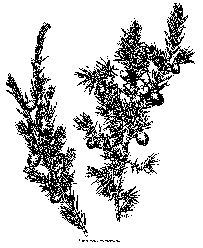 Juniperus_communis.gif