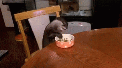 Otter Eating GIF - Otter Eating Hungry GIFs