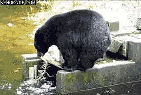 Resourceful Urban Bear - Señor GIF - Funny gifs