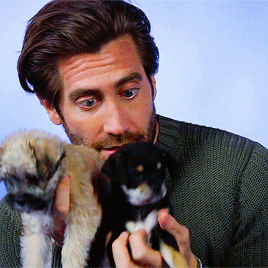 Puppies GIF