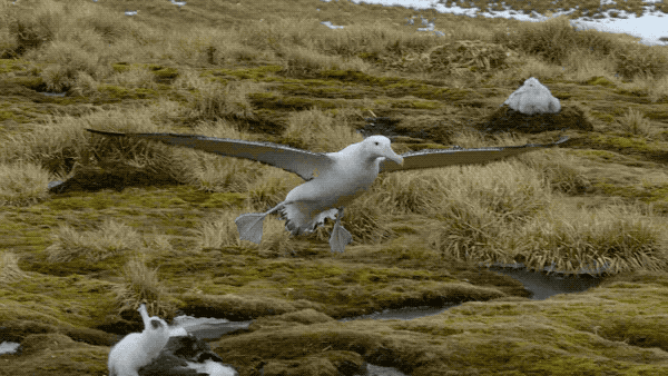 Fail Crash Landing GIF by Our Planet - Find & Share on GIPHY