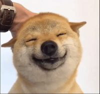 Cute Animals GIFs - Get the best GIF on GIPHY