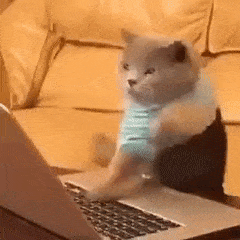Best Typing Cat GIFs | Gfycat
