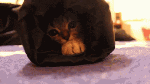 Cozy Kitty GIF - Cat Cute Cat Cut Animals - Discover & Share GIFs
