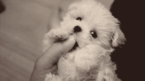 The internet just turned 25 and these are the best animal GIFs it&#39;s given  us in that time