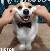 Smile Dog GIFs - Get the best GIF on GIPHY