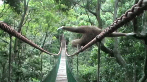 Gibbon Tightrope GIF - Monkey Monkeys Gibbon - Discover & Share GIFs