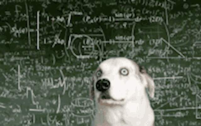 Dog Math GIFs | Tenor