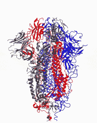 Chemist Developing 3D Simulations of Coronavirus Spike Proteins |  University of Arkansas