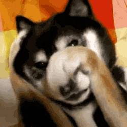 Embarrassed Dog GIF - Find & Share on GIPHY