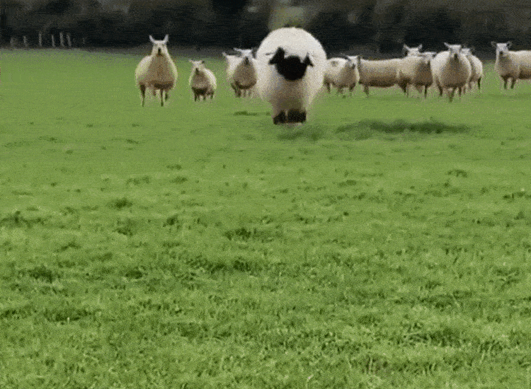 Cute Valais Blacknose Sheep Hops Across Field for Cookie